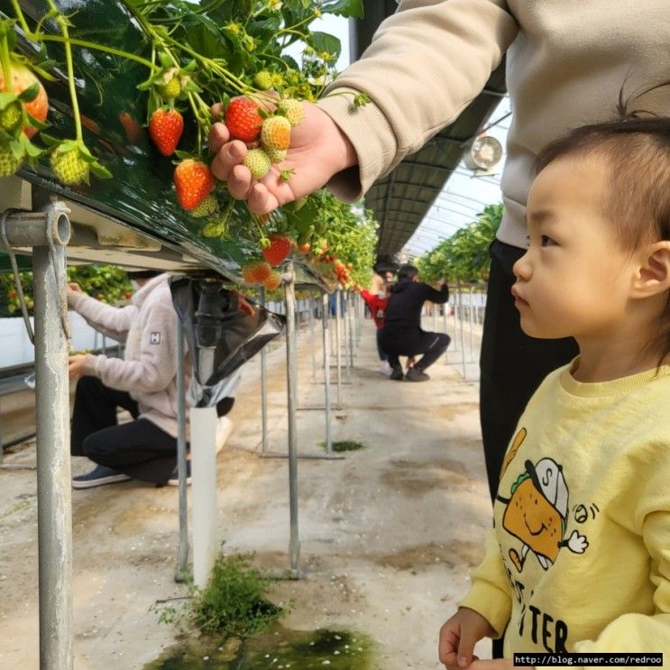 산본 딸기체험 안산 대림농장 28개월 아기랑