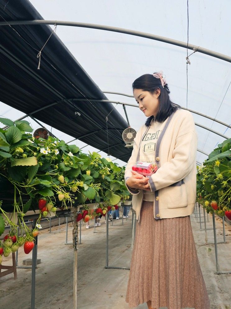 봄맞이 데이트 딸기농장 안산 대림농장 딸기따기체험