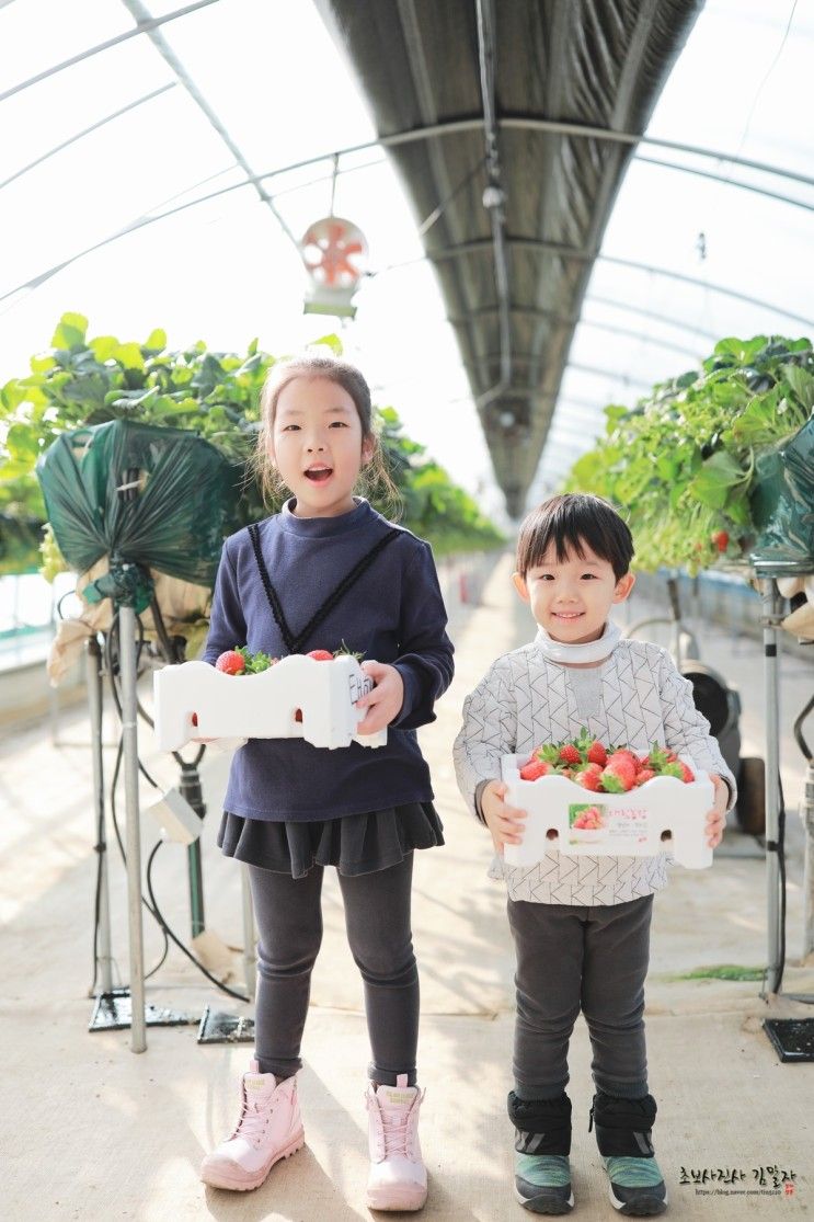 안산 딸기체험 대림농장 가까운 곳에 딸기체험장이 있었네요!