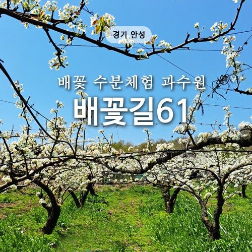 안성 카페 배꽃길61 아이랑 갈만한곳