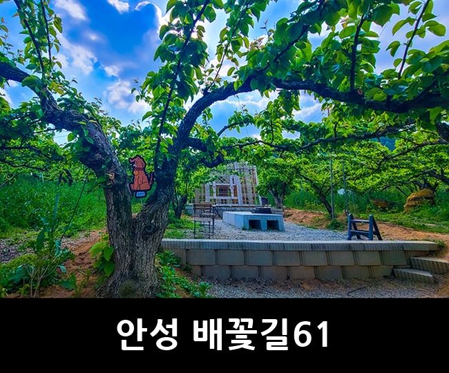 안성 가볼만한곳 배 과수원 속 안성 카페 배꽃길61