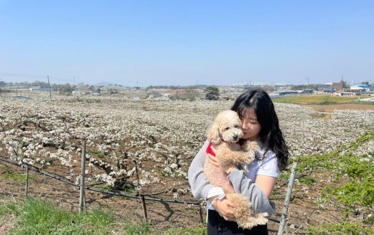 [안성 애견동반카페] 배꽃 가득했던 '배꽃길 61' 배 과수원 카페 + 배꽃보기 좋은 곳 추천