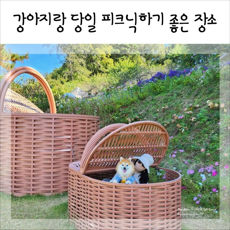 강아지와 당일치기 여행하기 좋은 양평 소풍 카페 (feat....