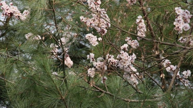 중구나들이 : 장충단공원, 남산공원길 - 벚꽃, 수선화, 개나리...