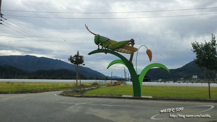 대구근교 성주 솔가람피크닉