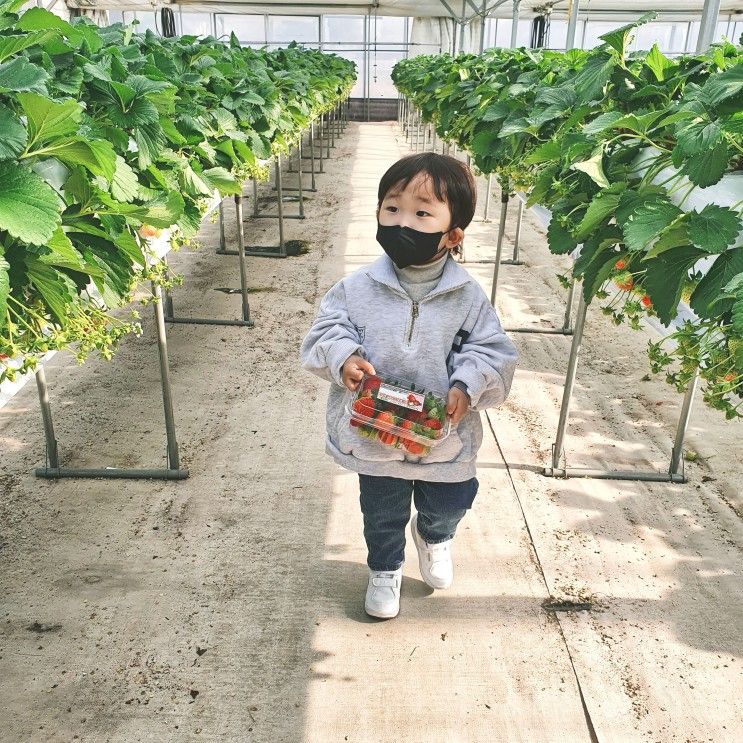 화성 아기와 가볼만한곳, 동물도 볼 수 있는 달콤 딸기 체험농장