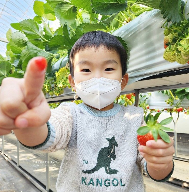 경기도 화성 달콤 딸기따기 체험농장 어린이집 방학 추천코스