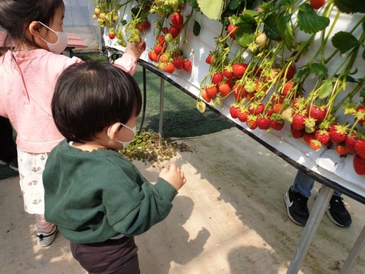 달콤딸기체험농장 우리 아이들 즐거운 딸기수확!