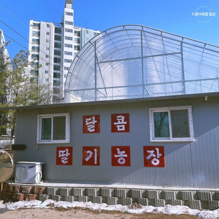 좋아하는 딸기 직접 따며 체험하기 좋은 화성 달콤 딸기농장 :::