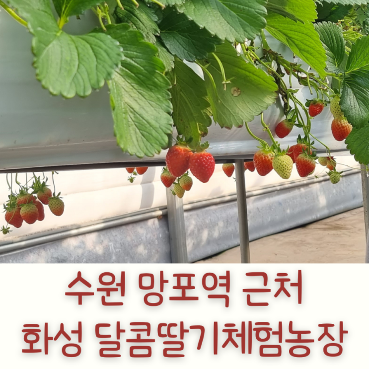 수원 화성 달콤딸기 체험농장 동물먹이주기 체험까지 할 수...