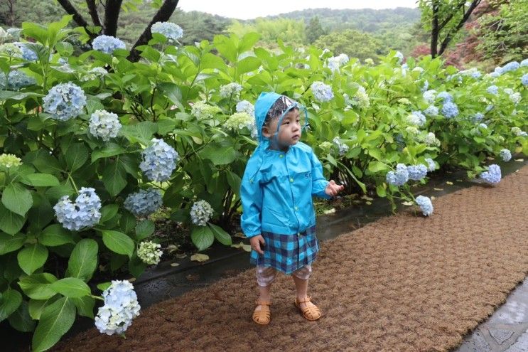 제주 보름살기 : 1년 내내 꽃축제가 열리는 힐링수목원, 제주 상효원수목원