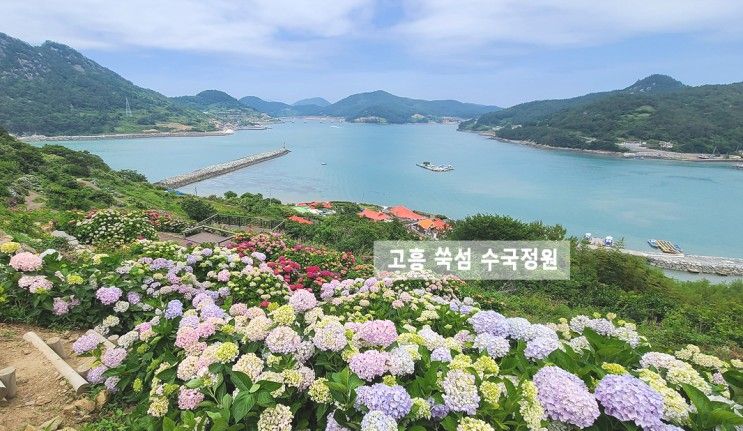 해남 수국축제 담양 신안 화담숲 가평 태안 공주 고흥 거제 고성 부산 태종대 수국축제