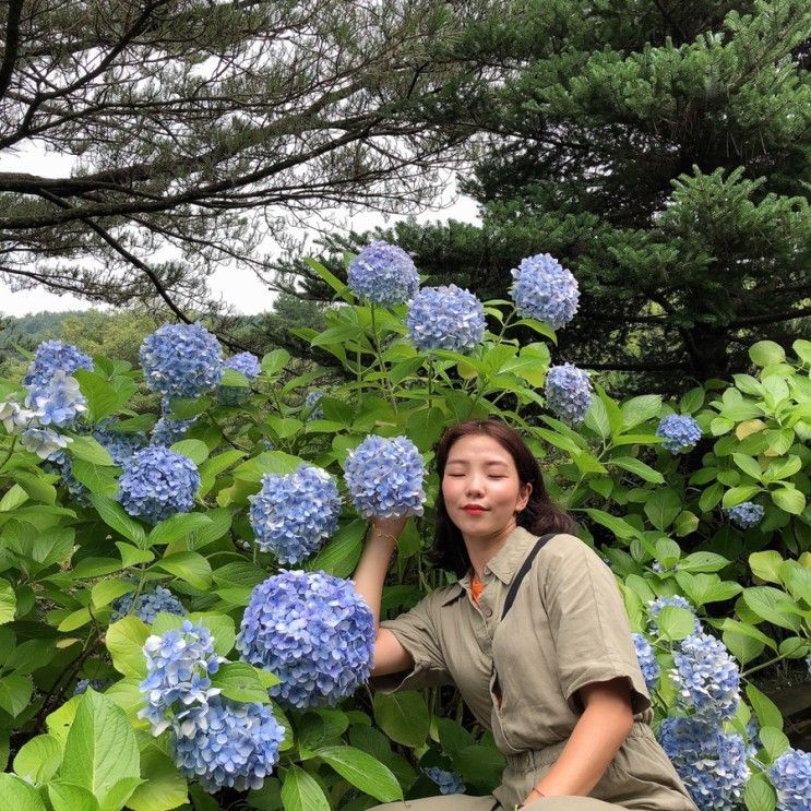 제주도 여행 가볼만한곳 상효원 수국의 향연