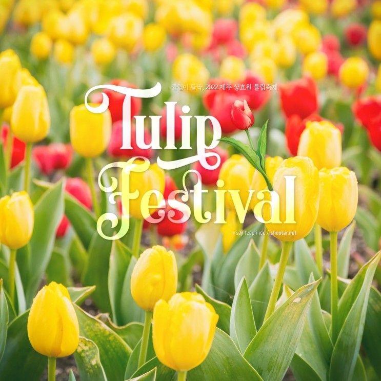 제주 상효원 튤립축제 🌷 수목원 곶자왈 우중산책