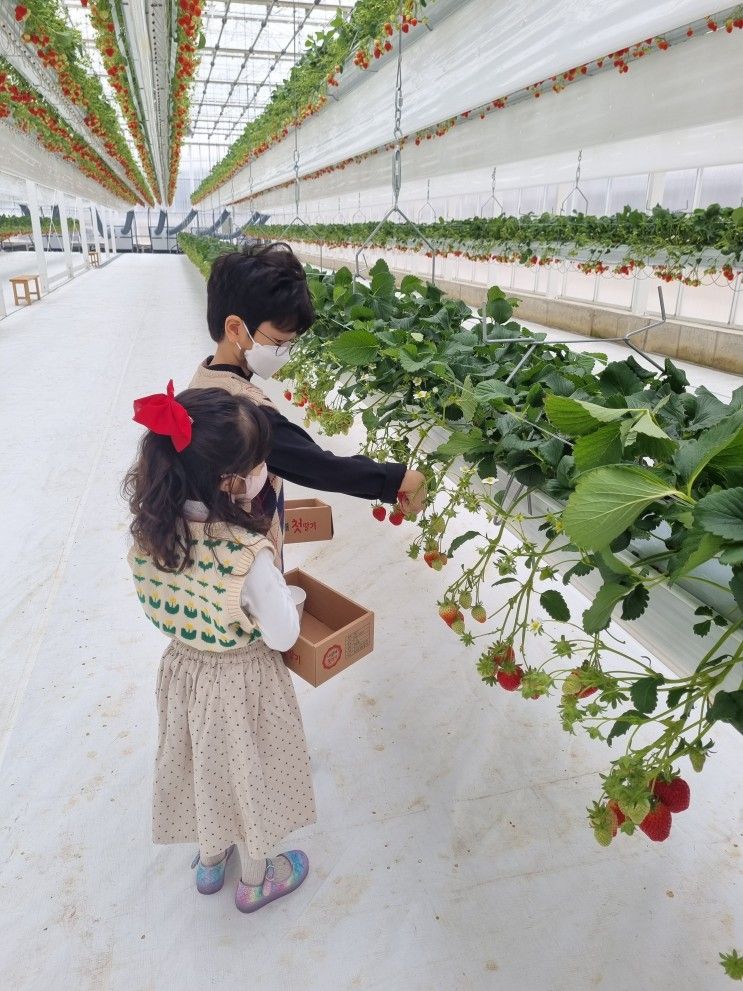충남 천안 아산 딸기체험 농장 :: 내생애첫딸기, 따면서 먹는 딸기
