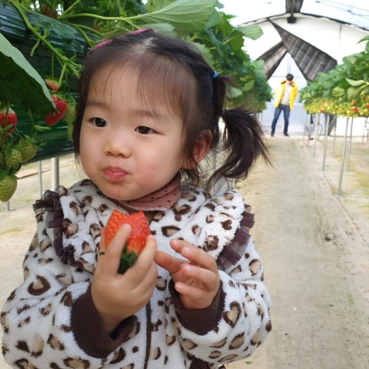 아산:))딸기농장 딸기체험 내생애첫딸기