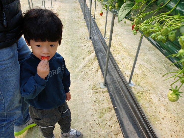 천안 아산 딸기농장 수확체험 :: 내생애 첫딸기