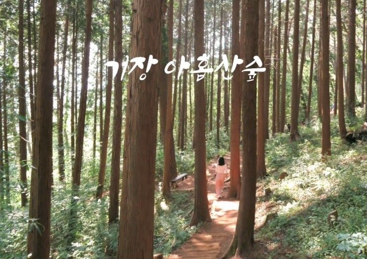 부산 가을 걷기좋은 아홉산숲 대나무숲 수목원