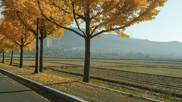 경주 통일전 은행나무 길