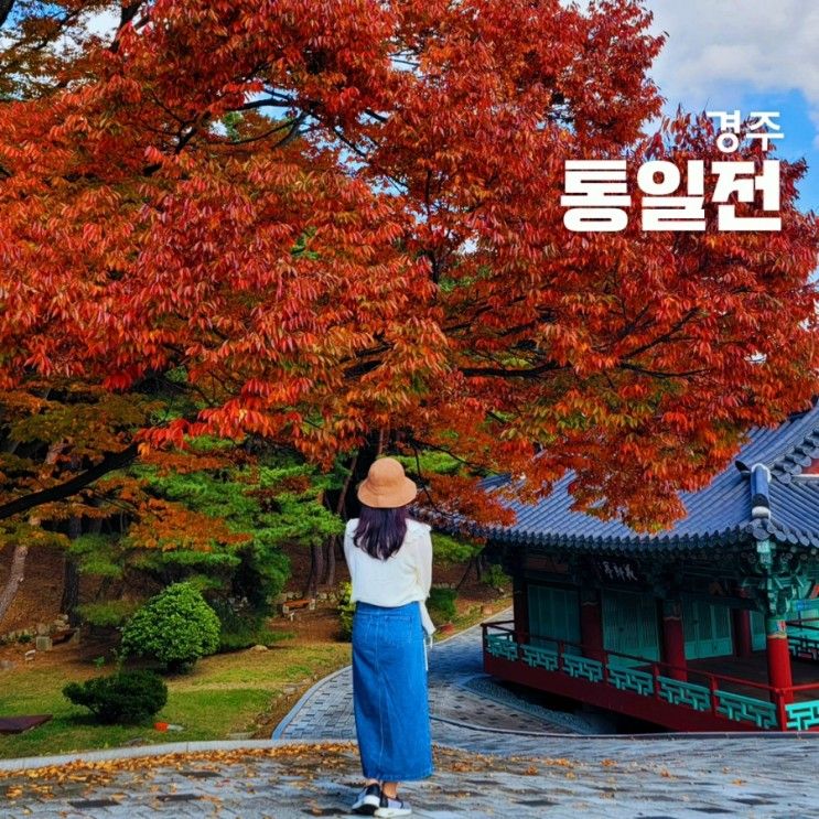 경주 통일전 은행나무 실시간 모습