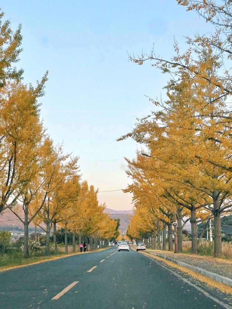 경주 단풍명소 통일전 은행나무 실시간