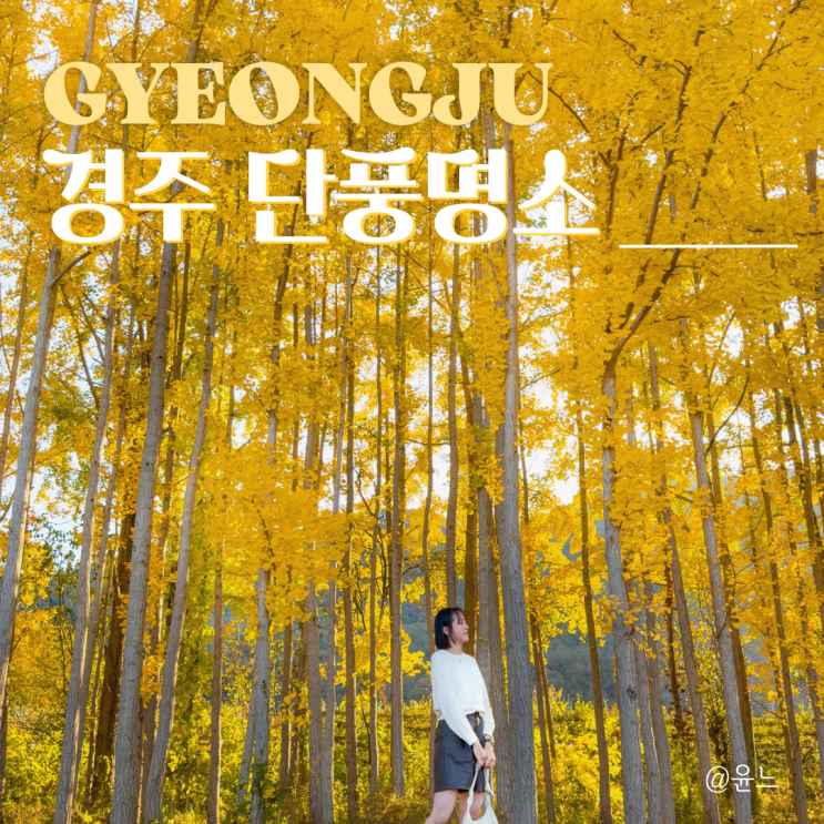경주 단풍명소 통일전, 천년숲정원, 옥룡암, 대릉원, 도리마을...