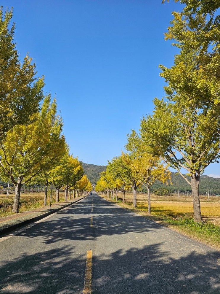 경주 통일전은행나무길 경주 가볼만한곳 경주 단풍명소