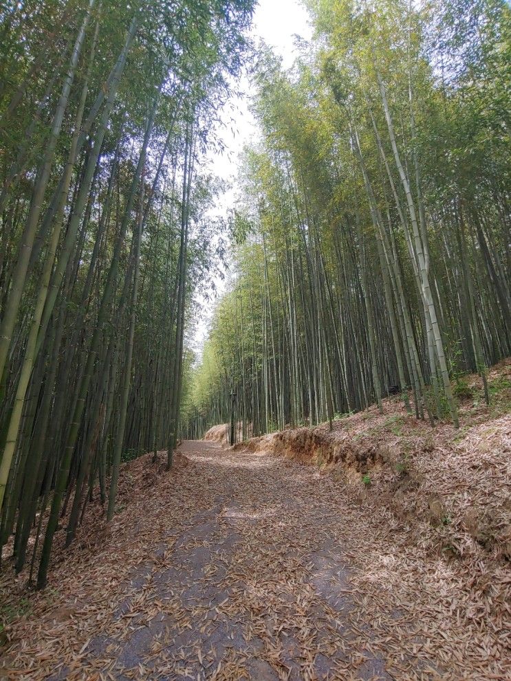 담양 가볼만한 곳 필수 코스 죽녹원 휴양림 산림욕장