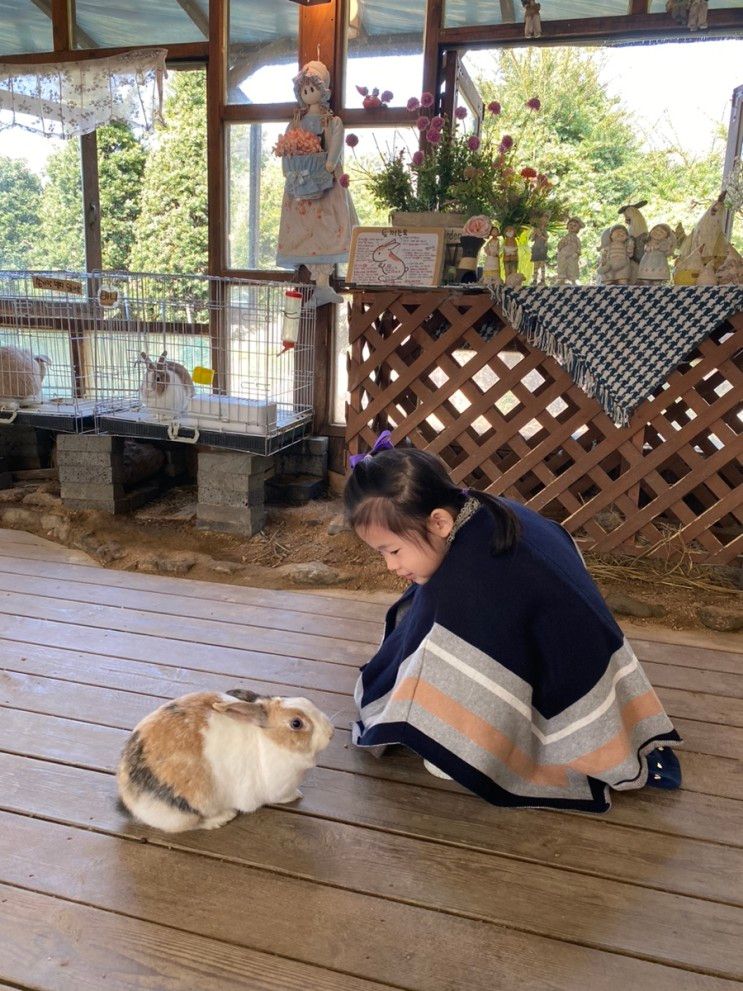 남양주 별내 라벤더하우스, 토끼 먹이주기체험 카페