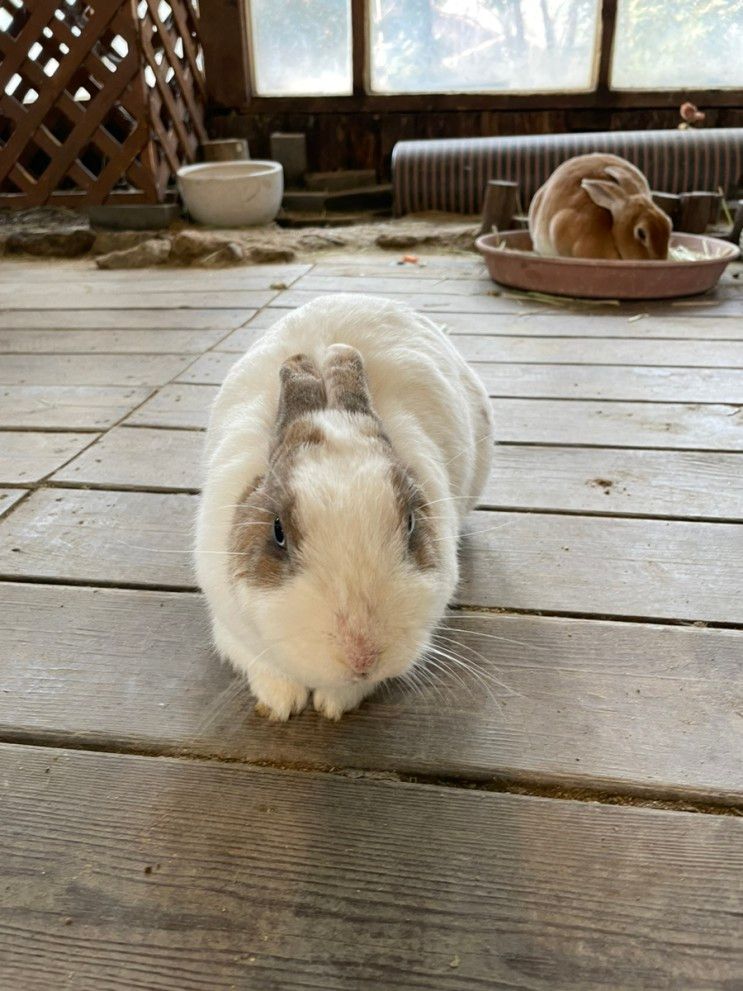 애견동반 아기와 갈만한 곳)토끼가 자유롭게 뛰노는 라벤더하우스