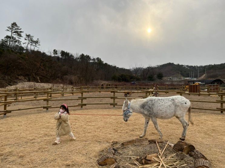 이천 아이와가볼만한곳 스카이밀크팜 시몬스테라스 야외 동물먹이주기 당나귀