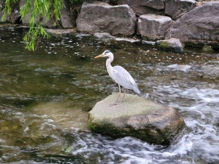 청계천 산책하기.,.,