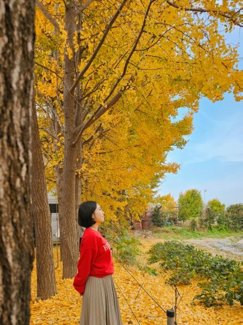 고양 단풍 명소 [옐로커피]: 은행나무 카페 이번주가 피크...