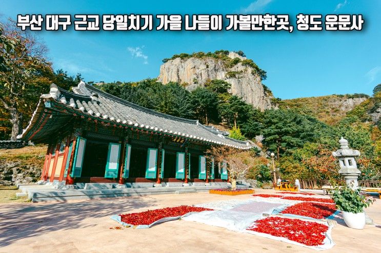 대구 근교 당일치기 가을 나들이 가볼만한곳 경북 청도 운문사