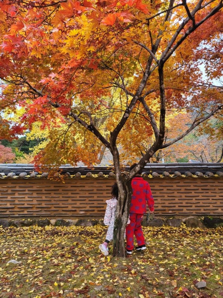 부산근교 청도 아이랑 단풍놀이 명소 운문사