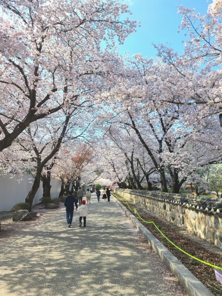 청도 운문사 벚꽃, 산책하며 벚꽃터널 만날수 있는 청도벚꽃명소