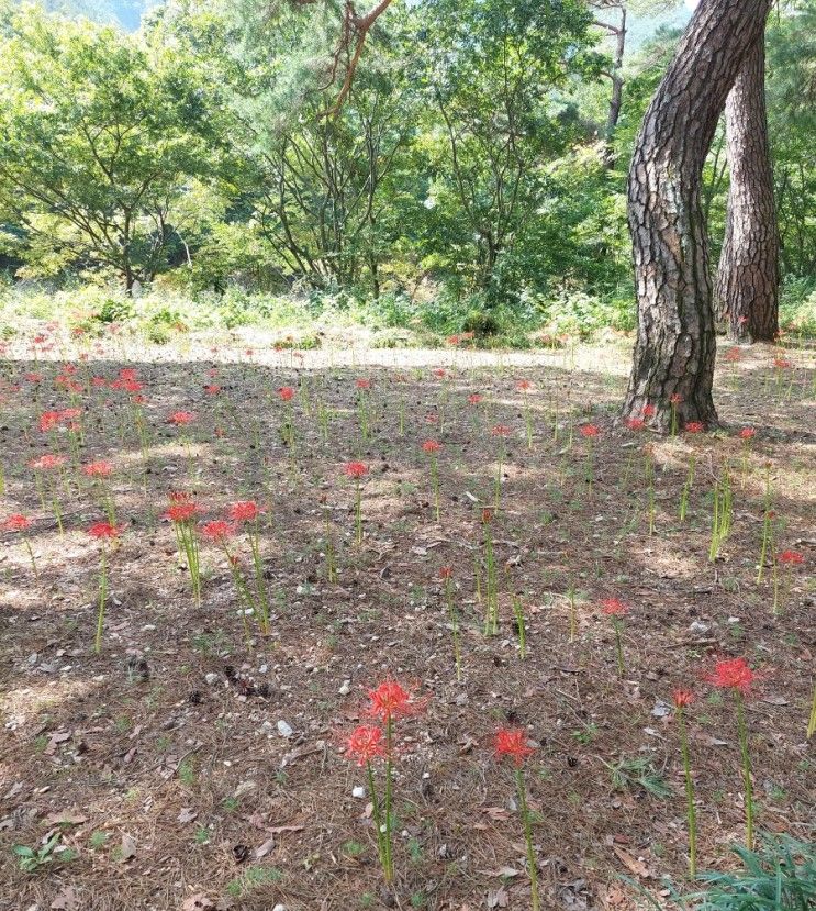 대구근교  청도 운문사 나들이