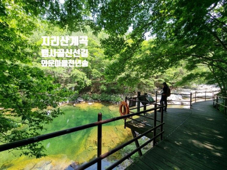 지리산 뱀사골신선길, 와운마을 천년송, 계곡트레킹