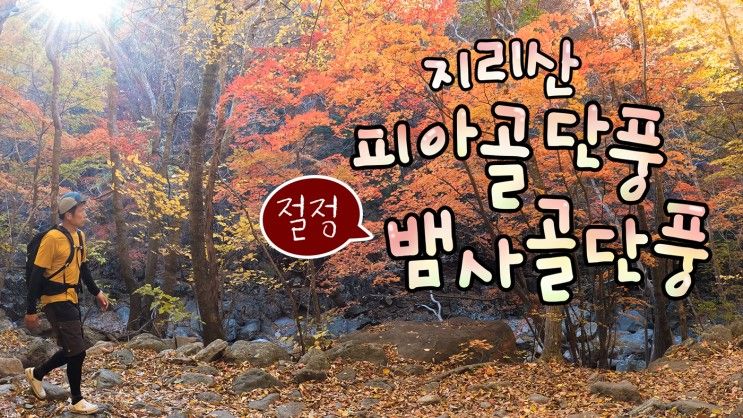 지리산 단풍 - 피아골 vs 뱀사골 계곡 단풍 상황 / 지리산 추천...