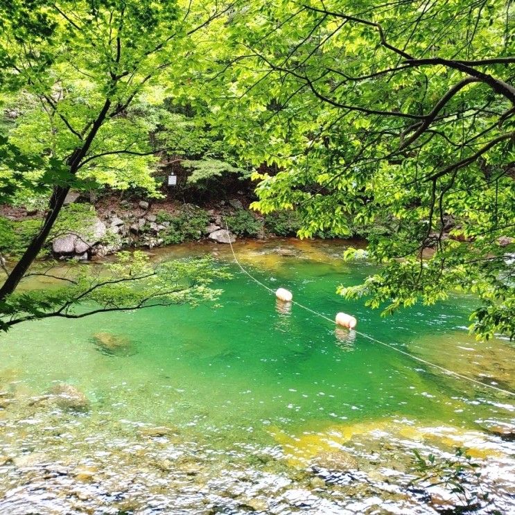 전북 남원 지리산 계곡 깨끗한물 걷기좋은 뱀사골계곡