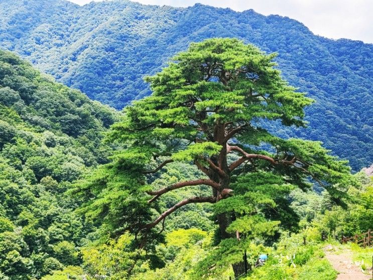 지리산 뱀사골계곡을 지나 와운마을 천년송 보러 갑니다.