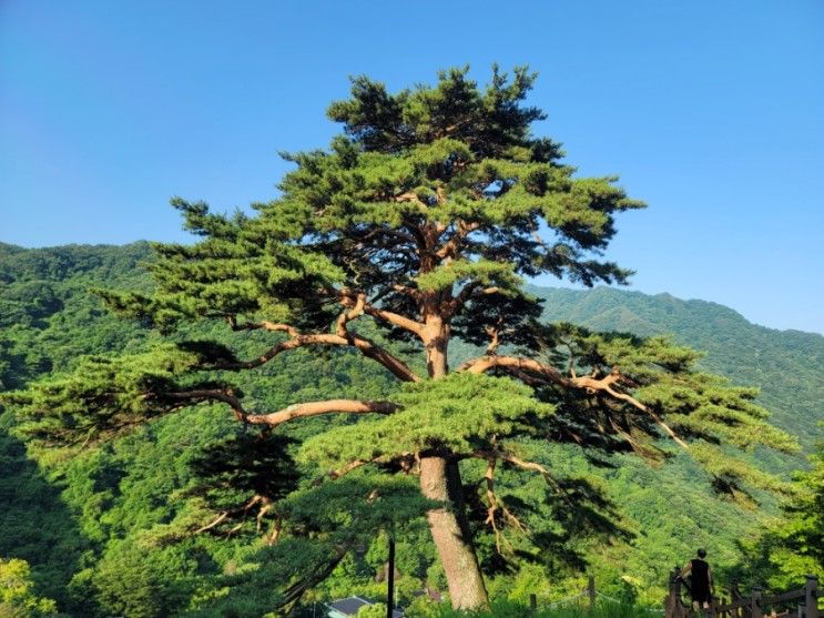 지리산 뱀사골 계곡 와운마을 [와운 천년송]