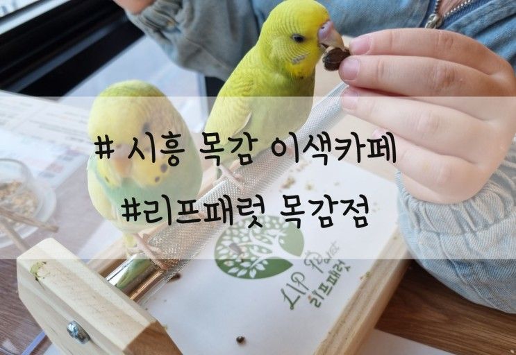 시흥 목감 이색카페 물왕저수지 리프패럿 앵무새 카페