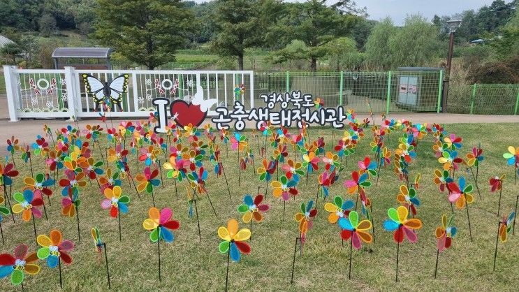 [구미근교 아이와 함께]상주 경북 곤충생태전시관 강추추