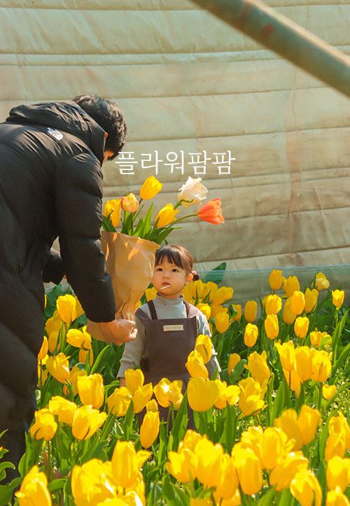경남 아이랑 가볼만한곳 튤립 수확 체험 농장 김해 플라워팜팜