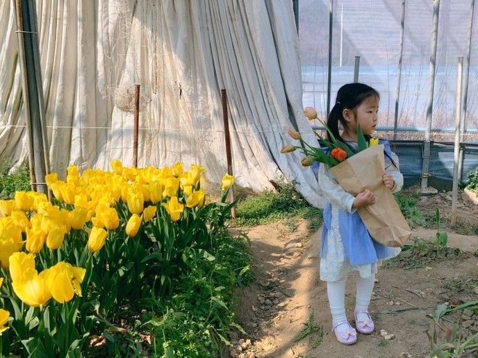 부산 근교 아이와 가볼만한곳 김해 플라워팜팜 튤립 수확 체험