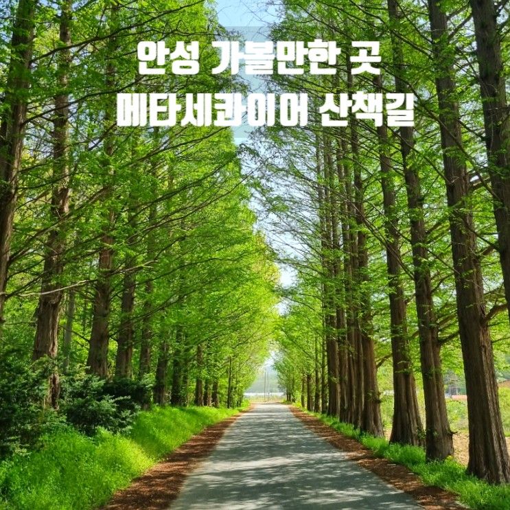 안성 가볼만한곳 풍산개마을 안성카페 풍사니랑 | 메타세콰이어 산책길