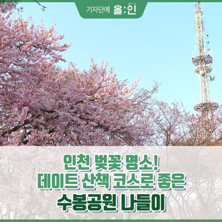 인천 벚꽃 명소! 데이트 산책 코스로 좋은 수봉공원 나들이