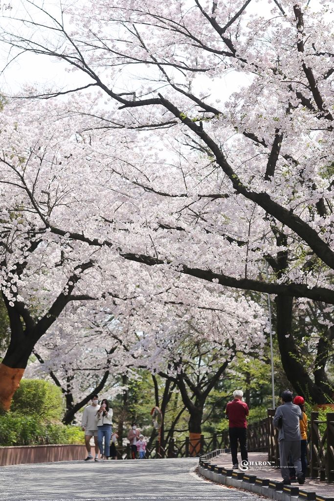 인천 수봉공원 벚꽃, 수봉별마루의 봄