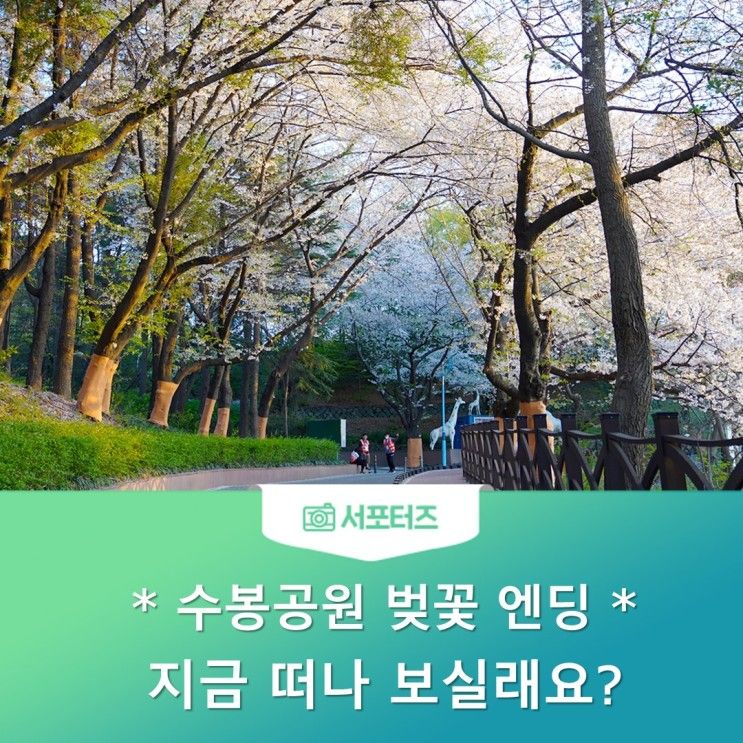 수봉공원 벚꽃 엔딩, 지금 떠나 보실래요?